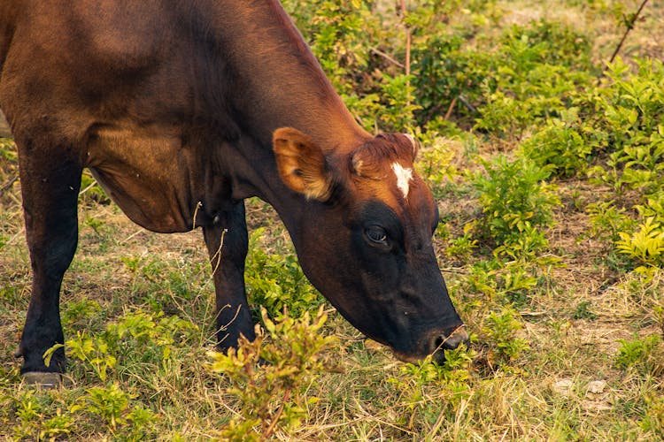 Jersey Cattle Eating Grass 