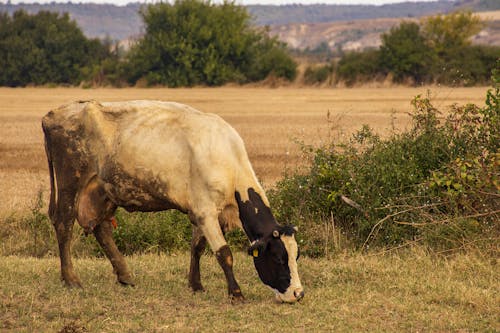 Free  Cow on Green Grass Field Stock Photo