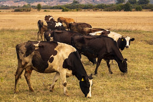 乳牛, 吃草, 奶牛 的 免費圖庫相片