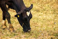 Black Cow on Green Grass