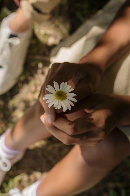 Person Holding White Daisy Flower