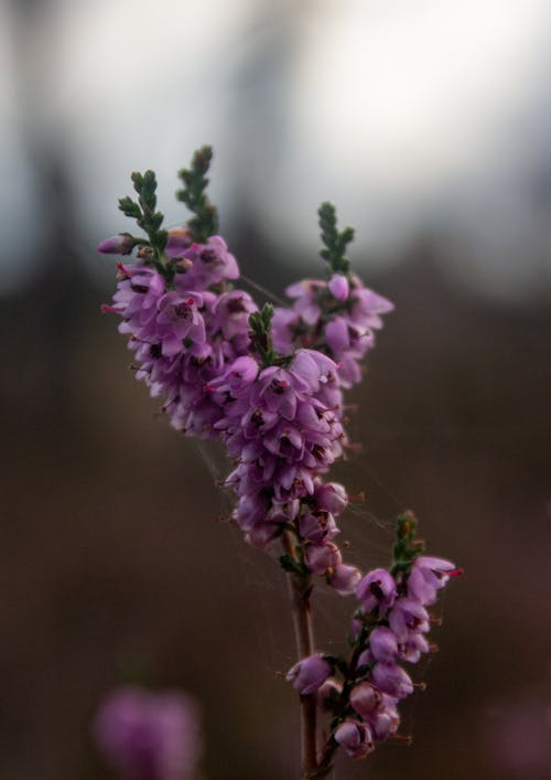 Close-Up Shot of Lavenders