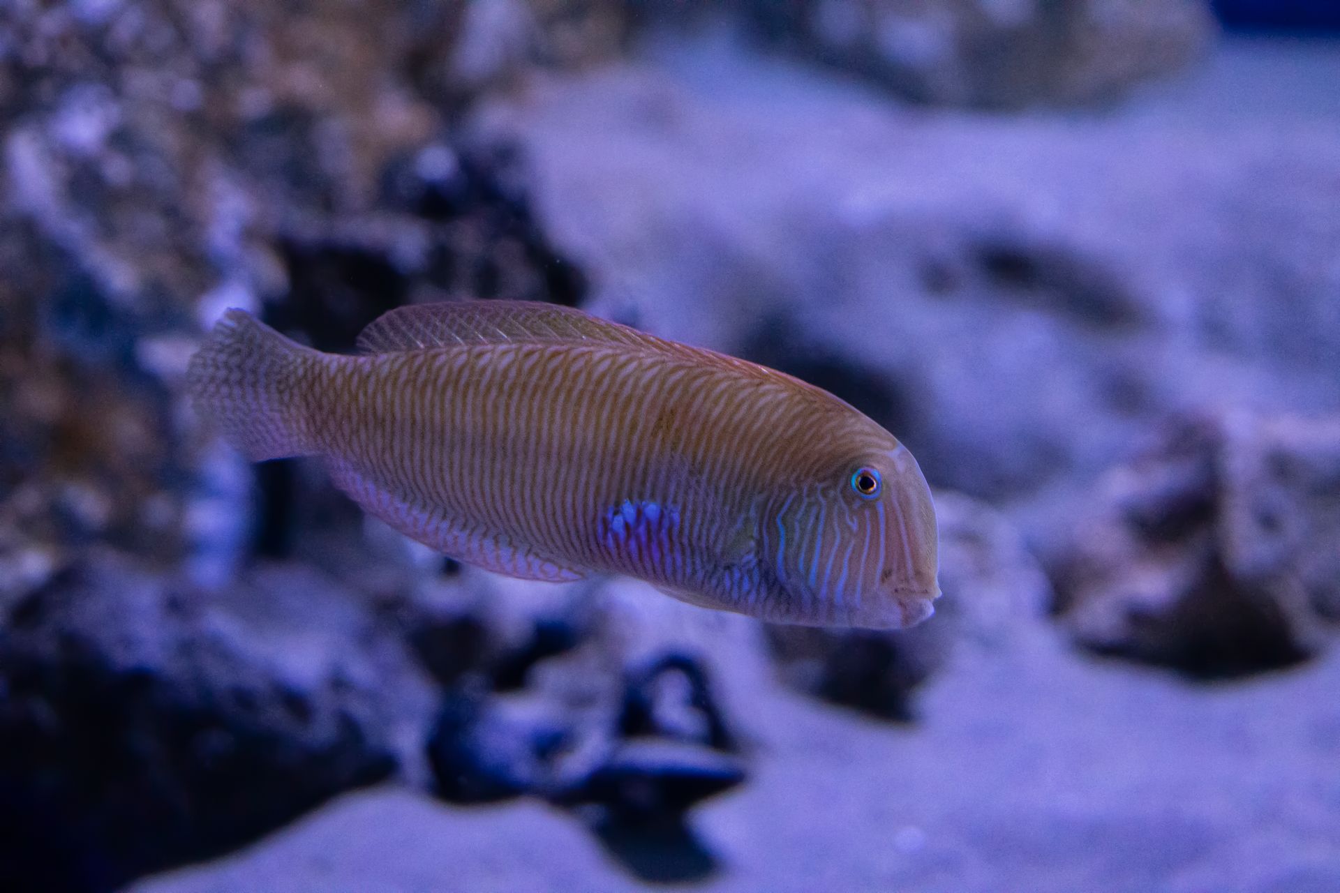 Underwater at Nea Kameni Crater