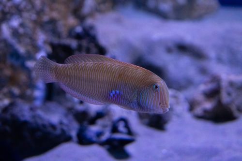 Dolphin Reef (Shaab Sataya North)