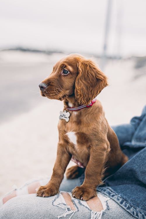 Free Brown Dog on Person's Lap Stock Photo