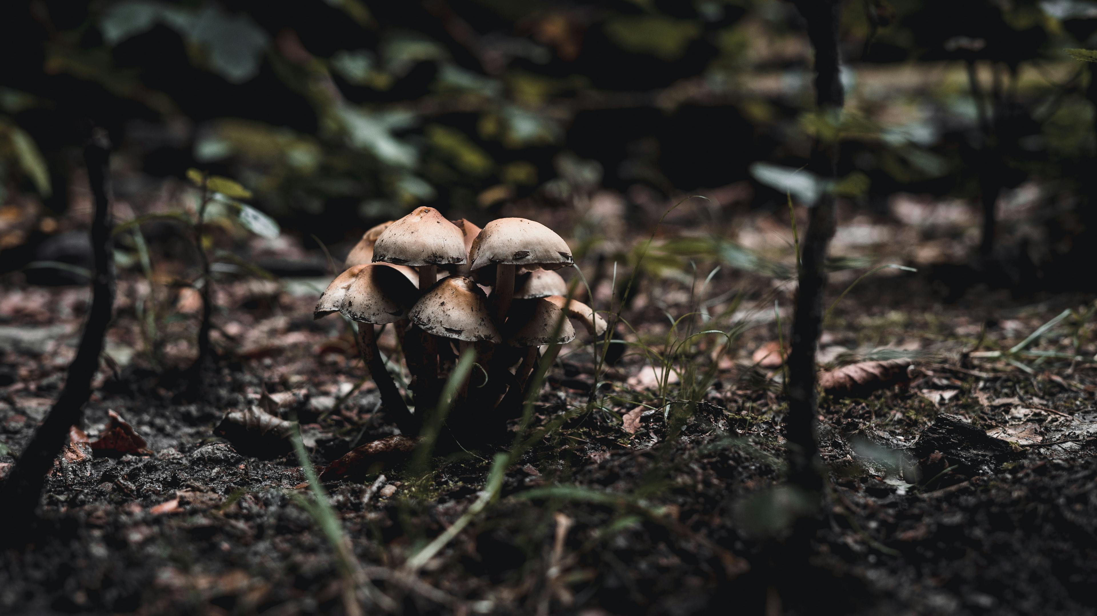 Shallow Focus Photography Of Brown Mushrooms · Free Stock Photo