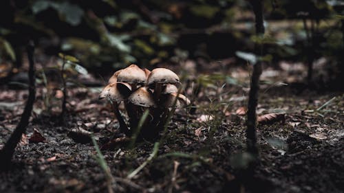 Gratis stockfoto met boleet, champignons, detailopname