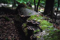 Mushroom Growing on a Tree Trunk