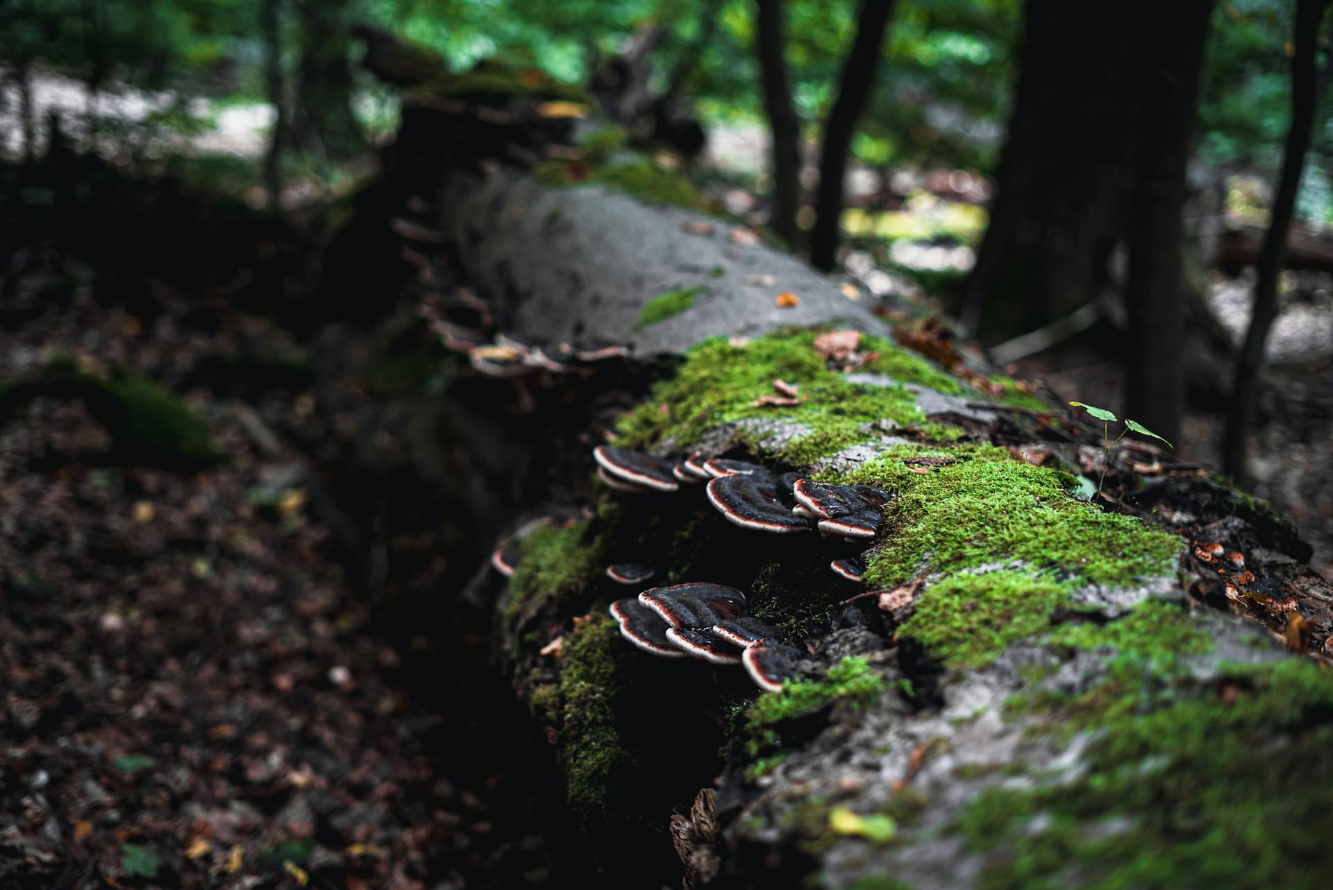 A moss-covered fallen tree trunk with bracket fungi in a dense forest setting.