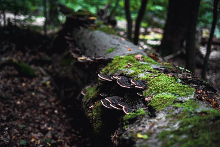 Bracket fungi on a mossy fallen log — Tatianna on Pexels