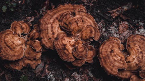 Free Brown Mushroom on Black Soil Stock Photo