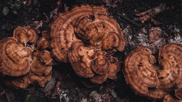 Detailed close-up of brown mushrooms growing naturally on forest soil.