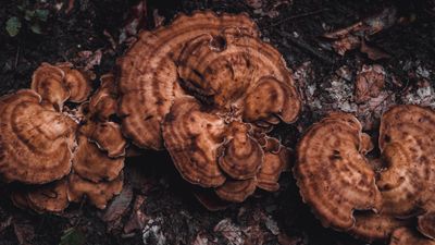 King Trumpet Mushroom Extract