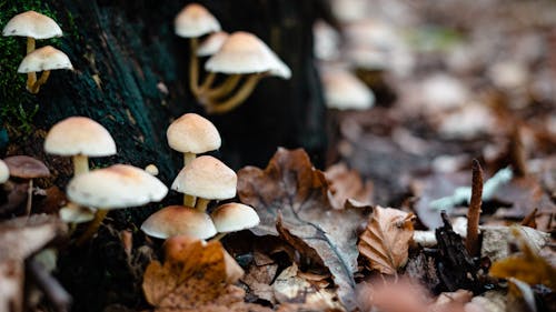 Gratis stockfoto met boleet, champignons, detailopname