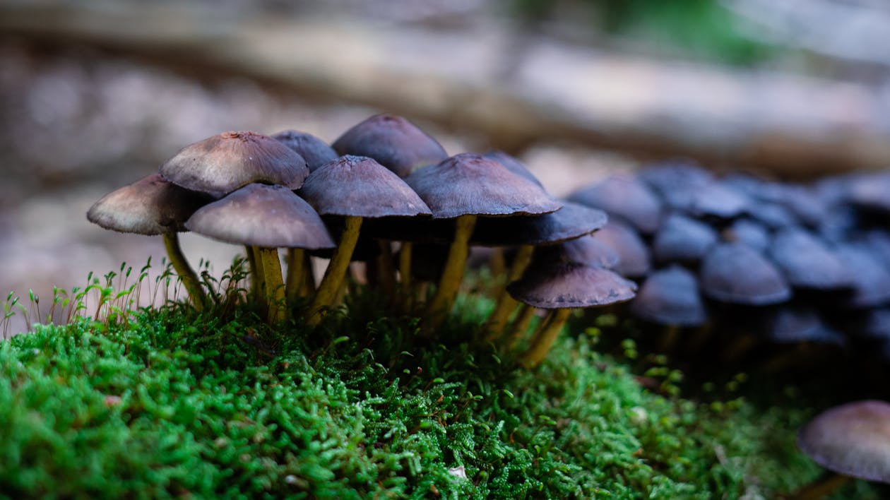 Gratis lagerfoto af mos, mosklædt, natur