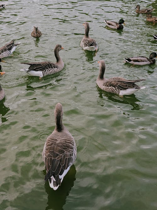 Geese on Body of Water