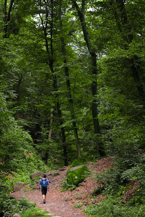 Man Walking in the Middle of Forest 