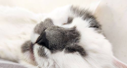 Free stock photo of cat, cat face, grey and white cat Stock Photo