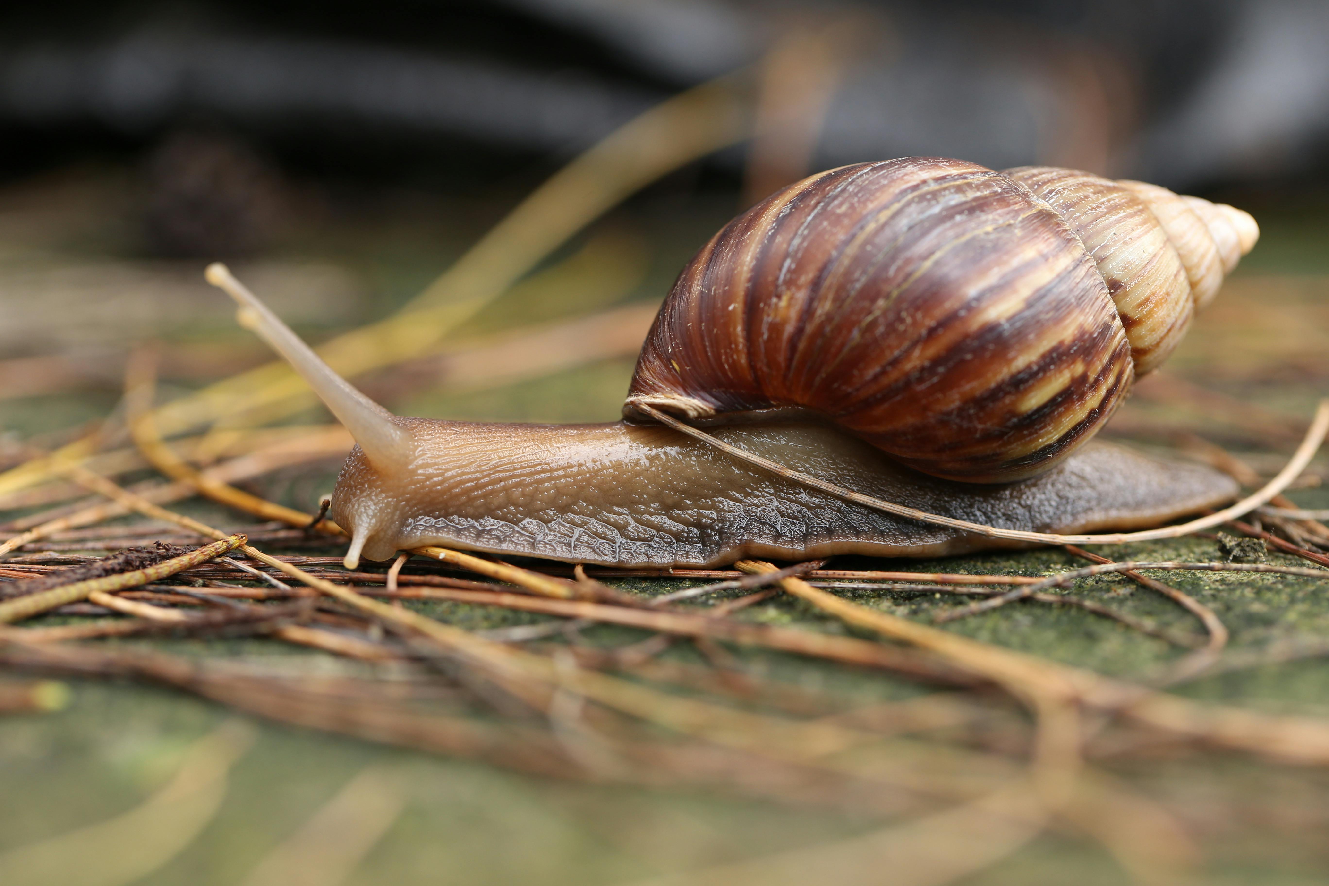 Macro Photo of Brown Snail on Leaf · Free Stock Photo