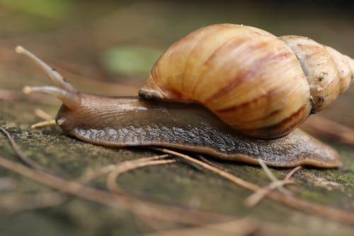 Close-Up Shot of a Snail