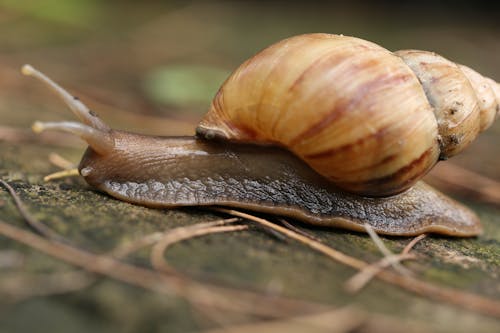 Fotos de stock gratuitas de animal, baboso, caracol