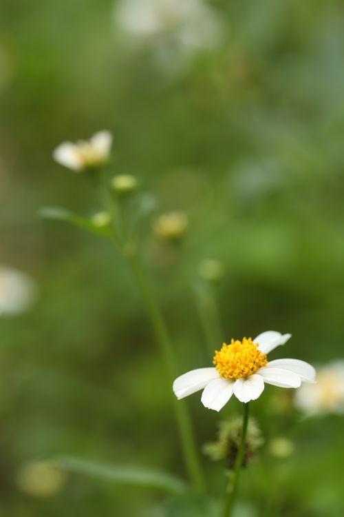 Free A vibrant close-up of a Bidens pilosa flower blooming against a blurred green background in Vietnam. Stock Photo