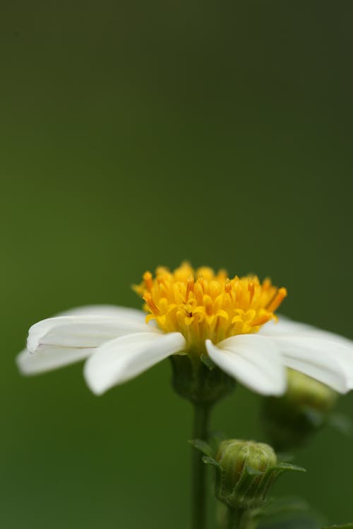 Безкоштовне стокове фото на тему «Біла квітка, вертикальні постріл, впритул»