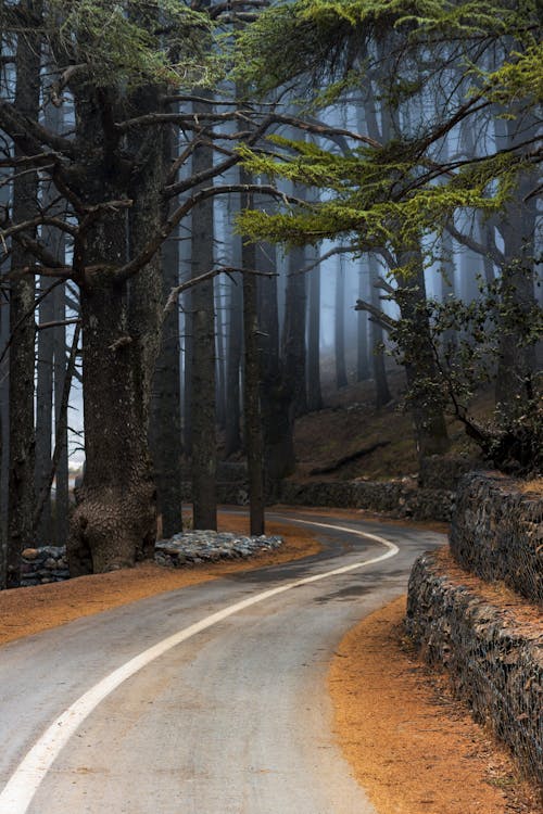 Gray Asphalt Road Between Bare Trees