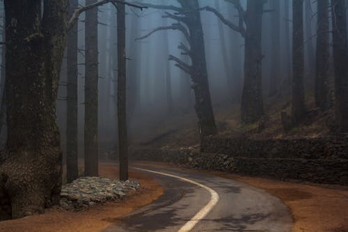 Ingyenes stockfotó erdő, fák, kísérteties témában Stockfotó