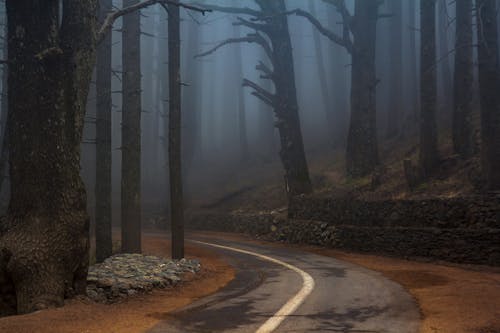 Gray Concrete Road Between Bare Trees