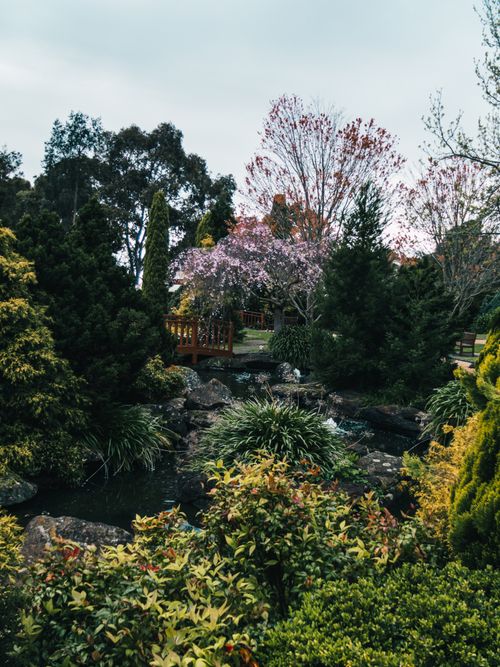 Free Serene garden with cherry blossoms and a pond, perfect for nature lovers and meditation. Stock Photo