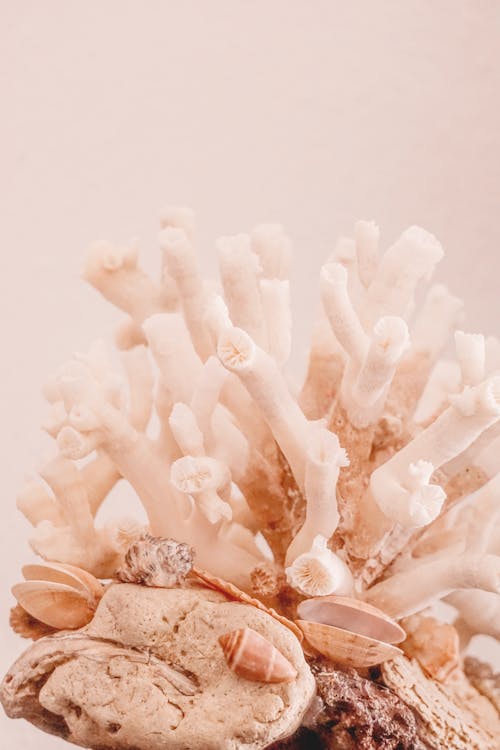 Foto de stock gratuita sobre conchas de mar, decoración, esférico, flor  seca, florero, fotos con gran angular, mesa blanca, palo, piedra, tiro  vertical