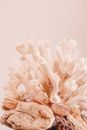 White and Brown Plant in Close Up Photography