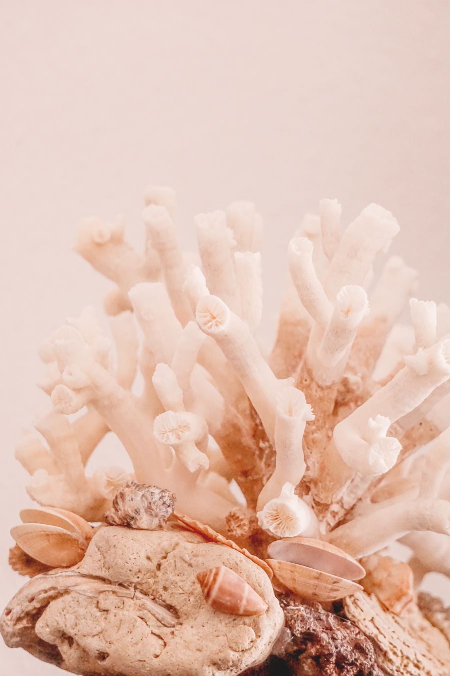 Dried coral and shells arranged on a soft blush backdrop