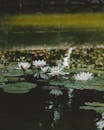 White Lotus Flower on Water