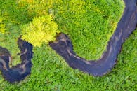 Aerial View of Green Trees