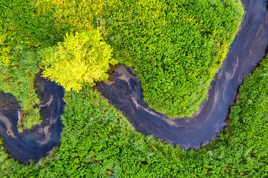 Aerial view of a winding river surrounded by lush green vegetation and a vibrant yellow tree, illustrating natural habitats for native plant restoration.