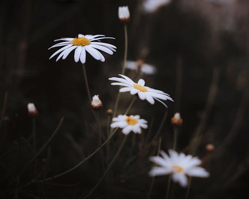 Free White Daisy Flowers in Bloom Stock Photo