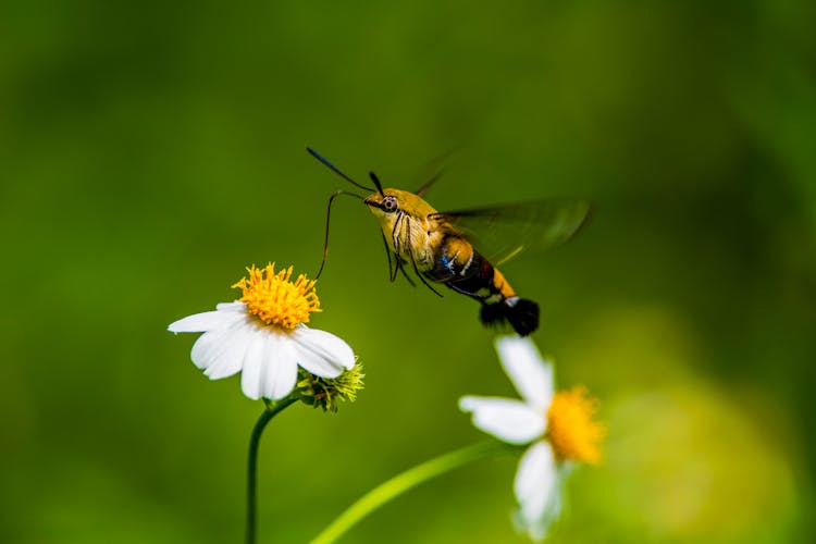 Moth Flying Over A White Flower In Close Up Photography