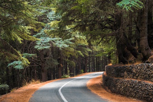 Immagine gratuita di alberi, boschi, campagna