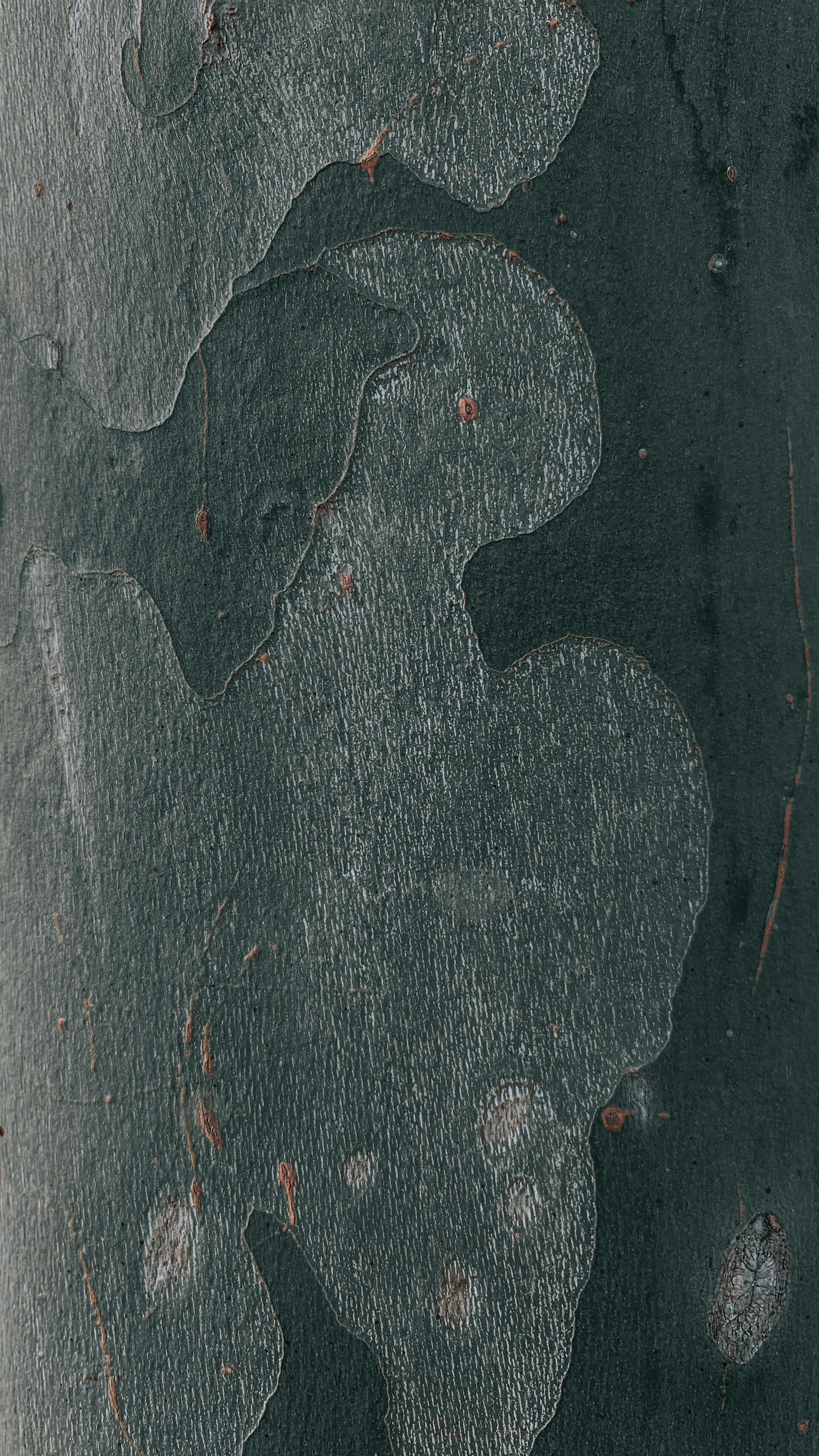 Безкоштовне стокове фото на тему «абстрактний, атмосферний, ботанічний» стокове фото