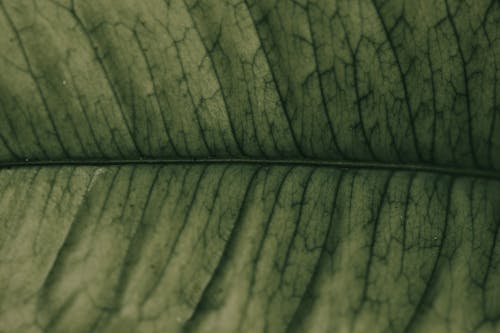 A Close-Up Shot of a Green Leaf