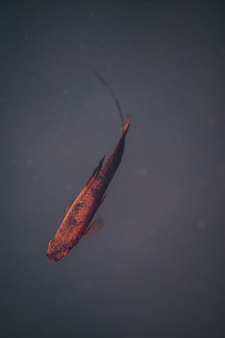 Orange And Black Fish In Water