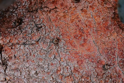 Detailed view of cracked and weathered tree bark showcasing rich brown textures.