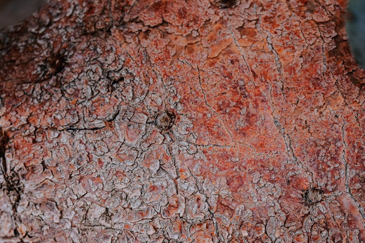 Close-up Of A Tree Trunk Structure 