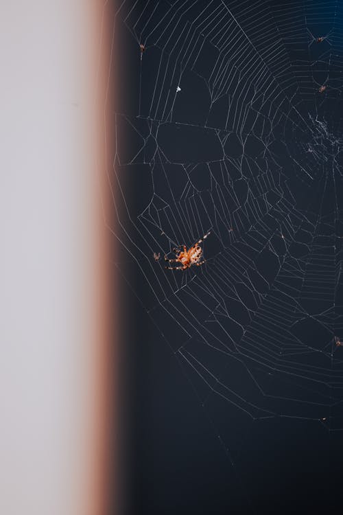 ウェブ, クモ, 垂直ショットの無料の写真素材