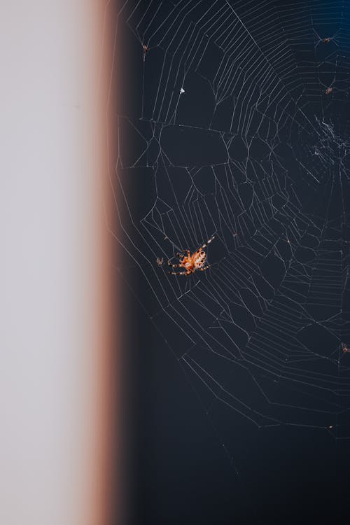 Photograph of a Brown Spider on a Web