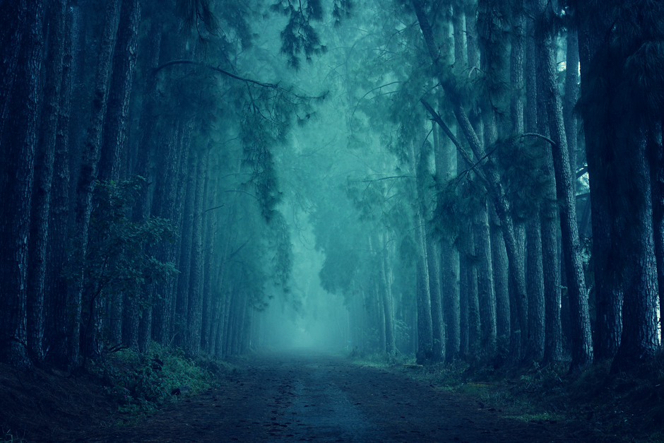 Spooky misty forest path surrounded by tall trees in southern Brazil, creating an eerie atmosphere.