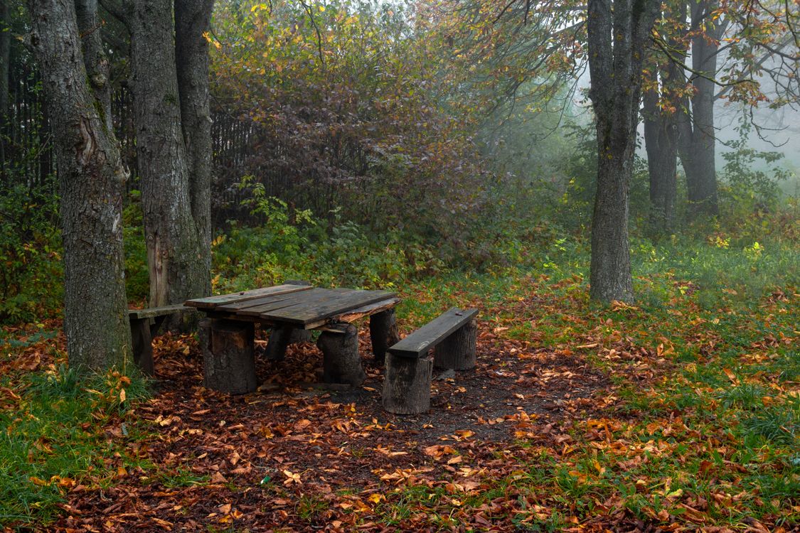 Table In Forest A Wooden Table and Bench in a Forest · Free Stock Photo