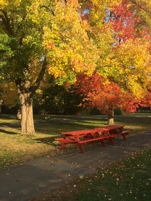 Bezpłatne Darmowe zdjęcie z galerii z chodnik, drzewa, jesień Zdjęcie z galerii